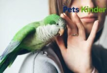 Quaker parrot