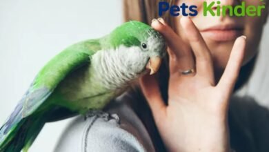 Quaker parrot