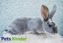 Rex standard rabbit