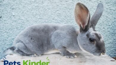 Rex standard rabbit