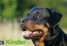 Roman Rottweiler
