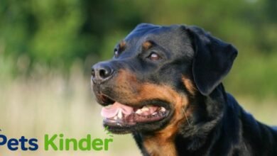 Roman Rottweiler