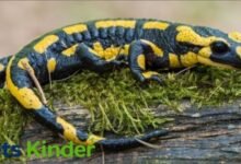 Salamanders