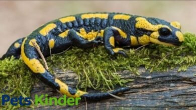 Salamanders