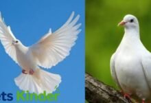 White Dove