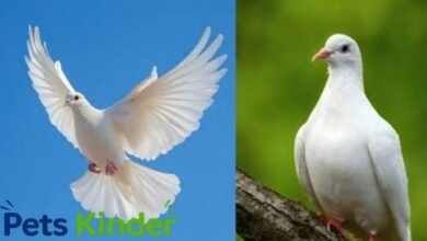White Dove