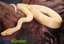 albino ball python