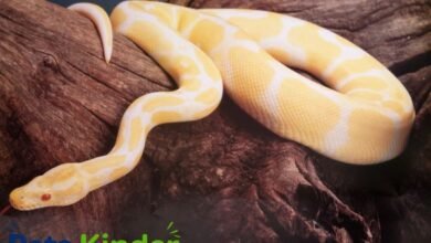 albino ball python