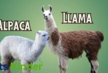 alpaca vs llama