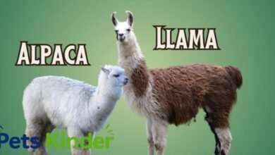 alpaca vs llama