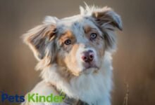 aussie shepherd