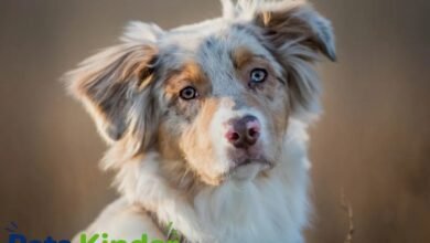 aussie shepherd