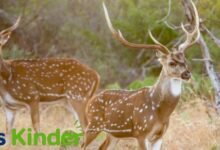 axis deer