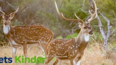 axis deer