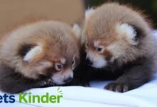 baby red panda