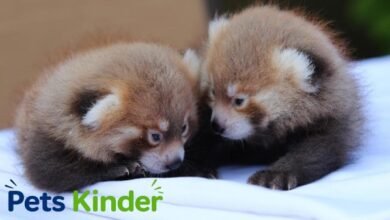 baby red panda