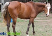 bay horse