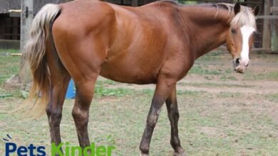 bay horse