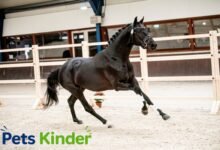 bk horse