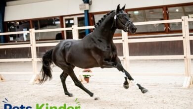 bk horse