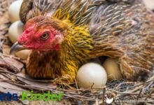 broody hen