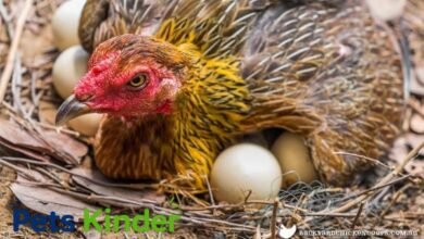 broody hen