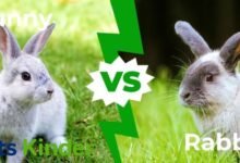 bunny vs rabbit