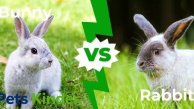 bunny vs rabbit