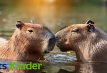 capybara pet