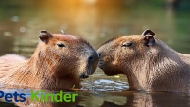capybara pet