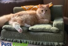 cat couch