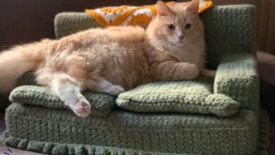 cat couch