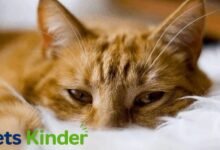 cat herpes