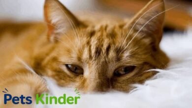 cat herpes