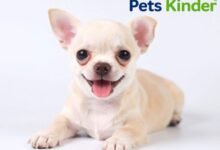 chihuahua puppy