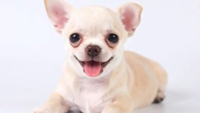 chihuahua puppy