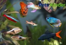 colorful pet fish