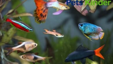 colorful pet fish