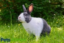 dutch rabbit