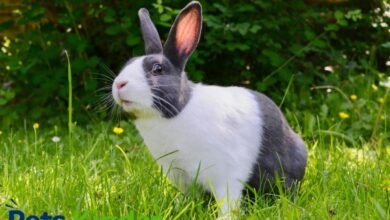dutch rabbit
