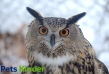 eurasian eagle owl