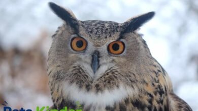 eurasian eagle owl