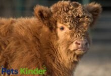 fluffy cow