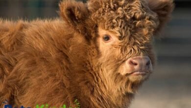 fluffy cow