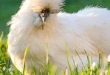 fur hen