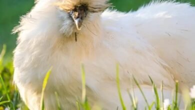 fur hen