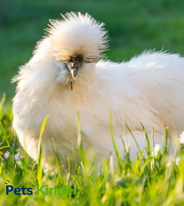 fur hen
