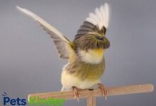 Gloster canary