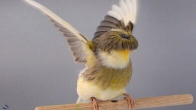 Gloster canary