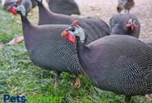 guinea hens